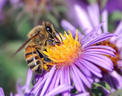 A bee extracting nectar from a purple flower