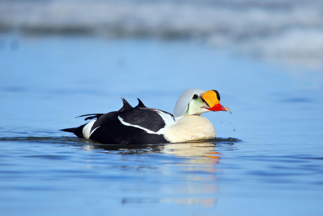 a male king eider on a calm body of water