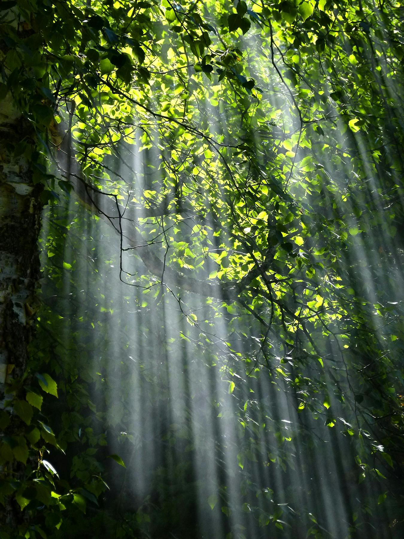 sunlight filtering through the leaves of trees - from Pexel, by Pixabay