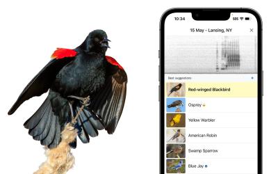 the sound ID screen in the Merlin birding app