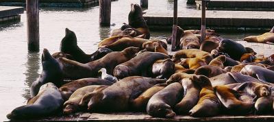 about 20 sea lions napping on a platform at Pier 39 in San Francisco